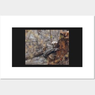 Great Horned Owl Watches For Danger With an Owlet At Its Nest Posters and Art